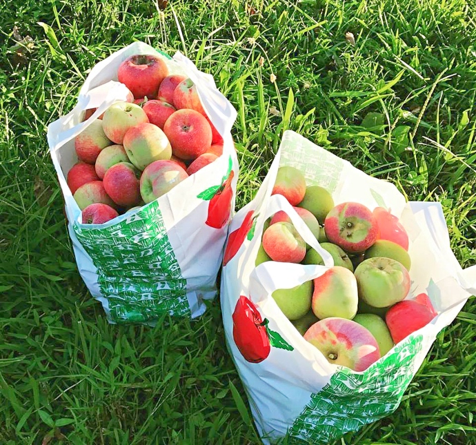 Apples U-Pick 1/2 Bushel Bag