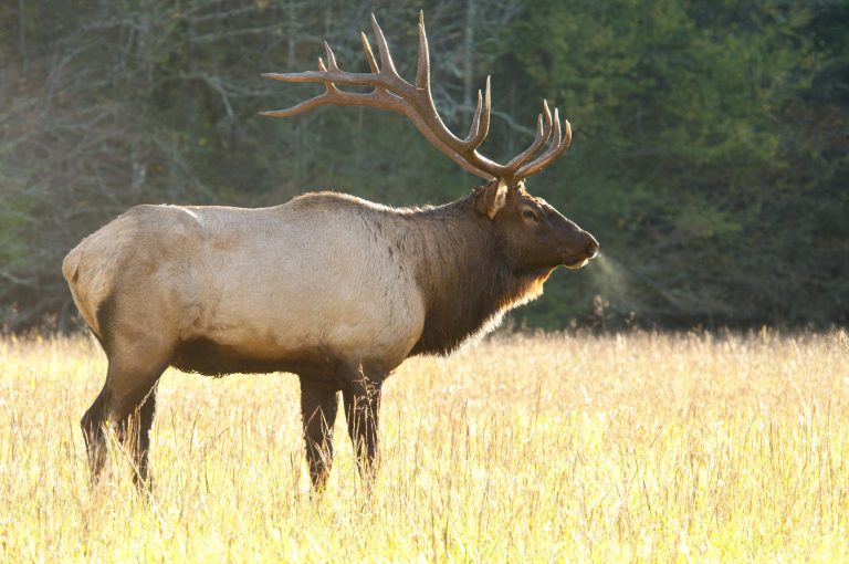 Bull Elk in Great Smoky Mtns National Park by Betty Shelton