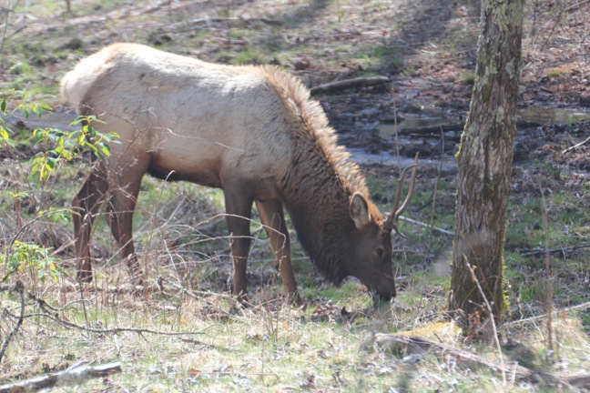 A Male Cataloochee Valley Elk Grazing