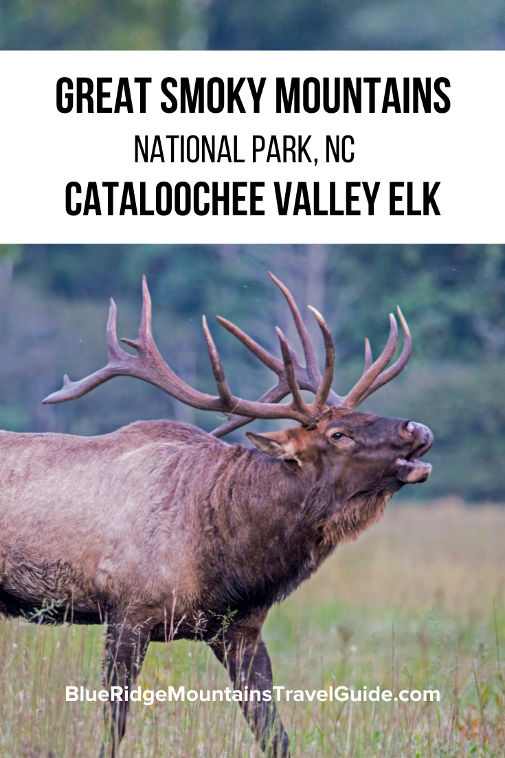 The Cataloochee Valley Elk in Great Smoky Mountains National Park
