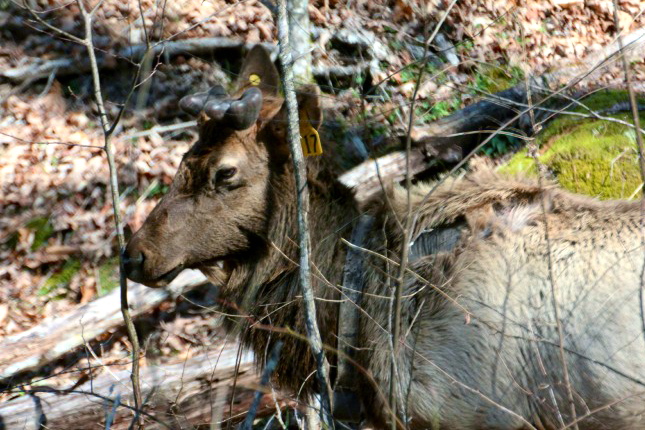 A roadside male Cataloochee Elk, one of 52 Released in 2001