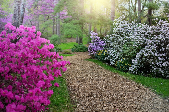 Rhododendrons in Spring in the Blue Ridge Mountains