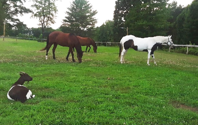 1930's river rock farm house on horse farm retreat