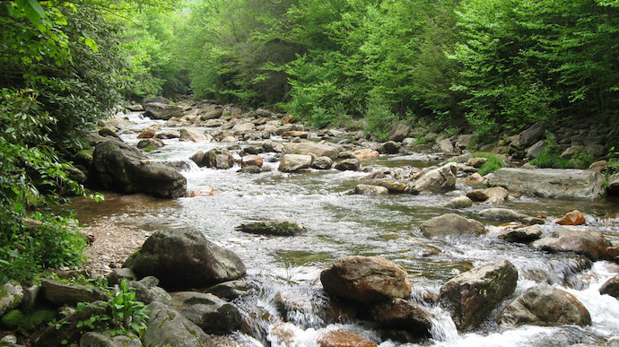 Pisgah National Forest - French Broad Tributary