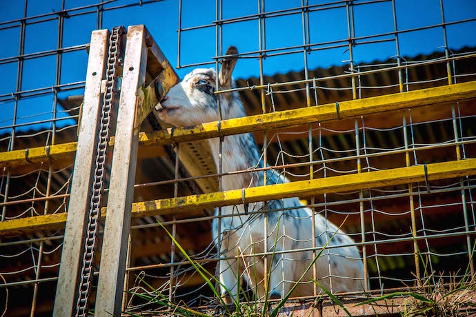 Goat at a feeding station at Goats On The Roof Roadside Attraction