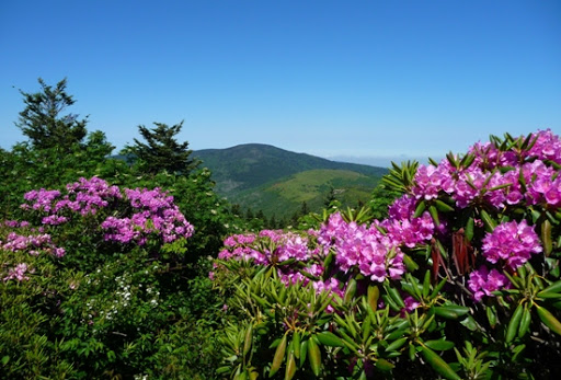 Grassy Ridge Bald Trail