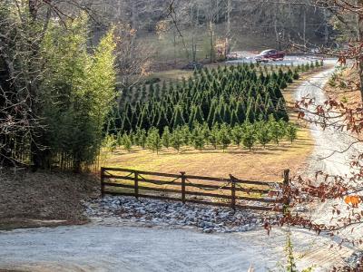 Barn Hill Tree Farm