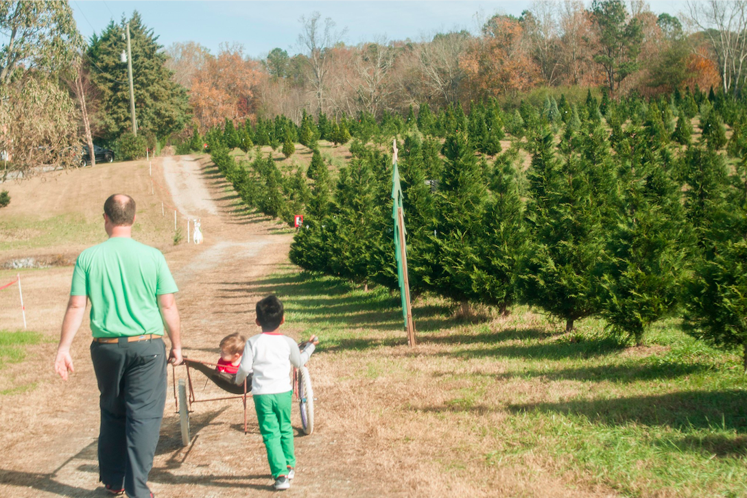 Thompson's Tree Farm