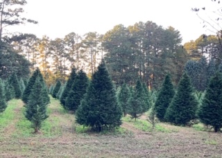 Coker Tree Farm