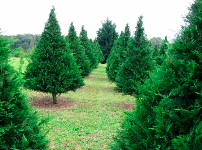Cooper's Tree Farm