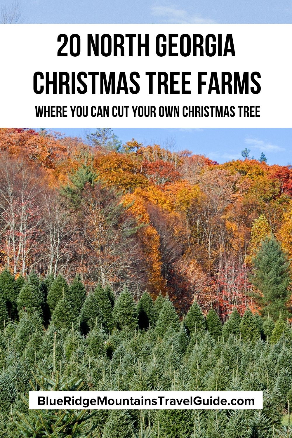 North Georgia Christmas Tree Farms Where You Can Cut Your Own Christmas Tree in Dahlonega, the Atlanta Suburbs and beyond! | ga christmas tree farms | christmas tree farms ga | georgia christmas tree farms | where to cut down a christmas tree | tree farms in georgia | christmas tree farms north georgia | christmas tree farms in north georgia | old christmas tree farm | north georgia christmas tree farms | atlanta christmas tree farm | cut your own christmas tree georgia |