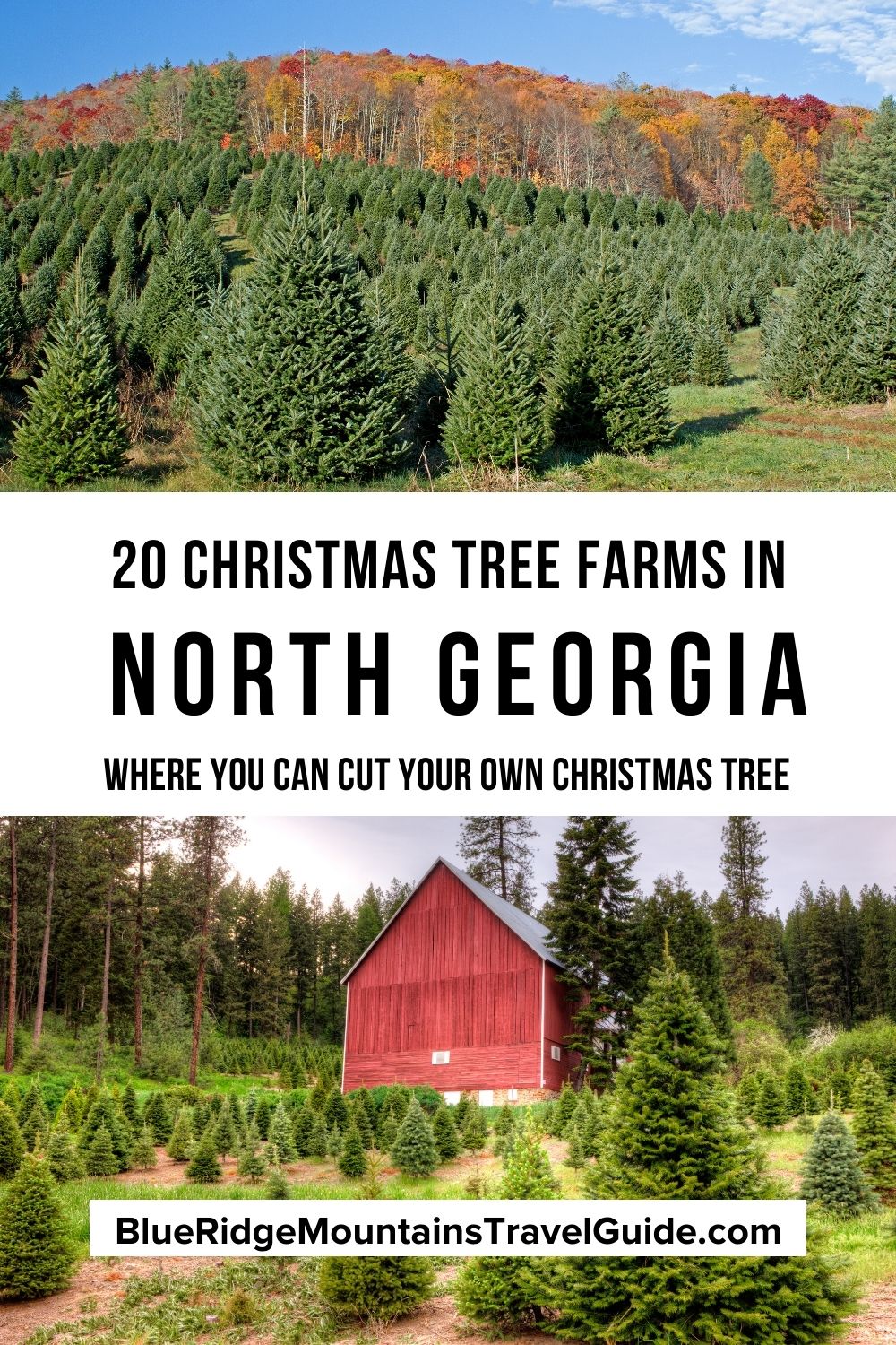 North Georgia Christmas Tree Farms Where You Can Cut Your Own Christmas Tree in Dahlonega, the Atlanta Suburbs and beyond! | ga christmas tree farms | christmas tree farms ga | georgia christmas tree farms | where to cut down a christmas tree | tree farms in georgia | christmas tree farms north georgia | christmas tree farms in north georgia | old christmas tree farm | north georgia christmas tree farms | atlanta christmas tree farm | cut your own christmas tree georgia |