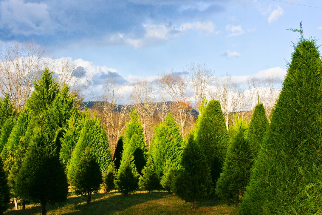 Holly Hill Christmas Tree Farm