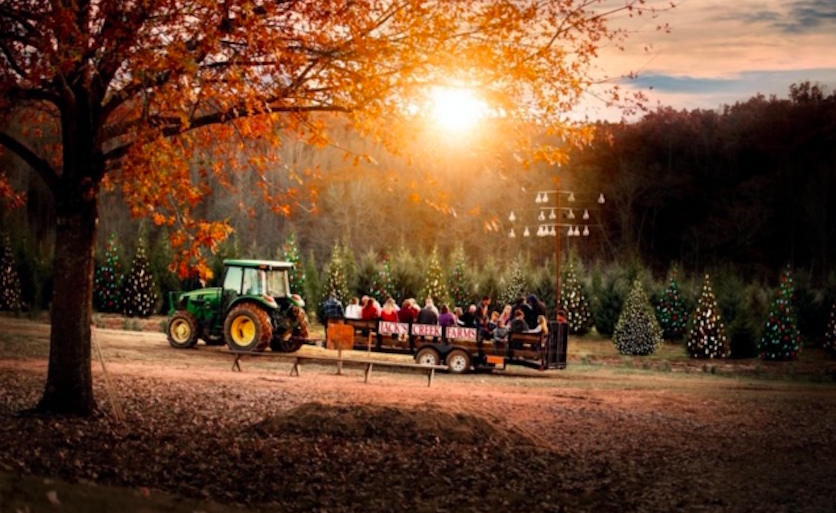 Jack's Creek Christmas Tree Farm & Nursery - Georgia Christmas Tree Farms Where You Can Cut Your Own Christmas Tree