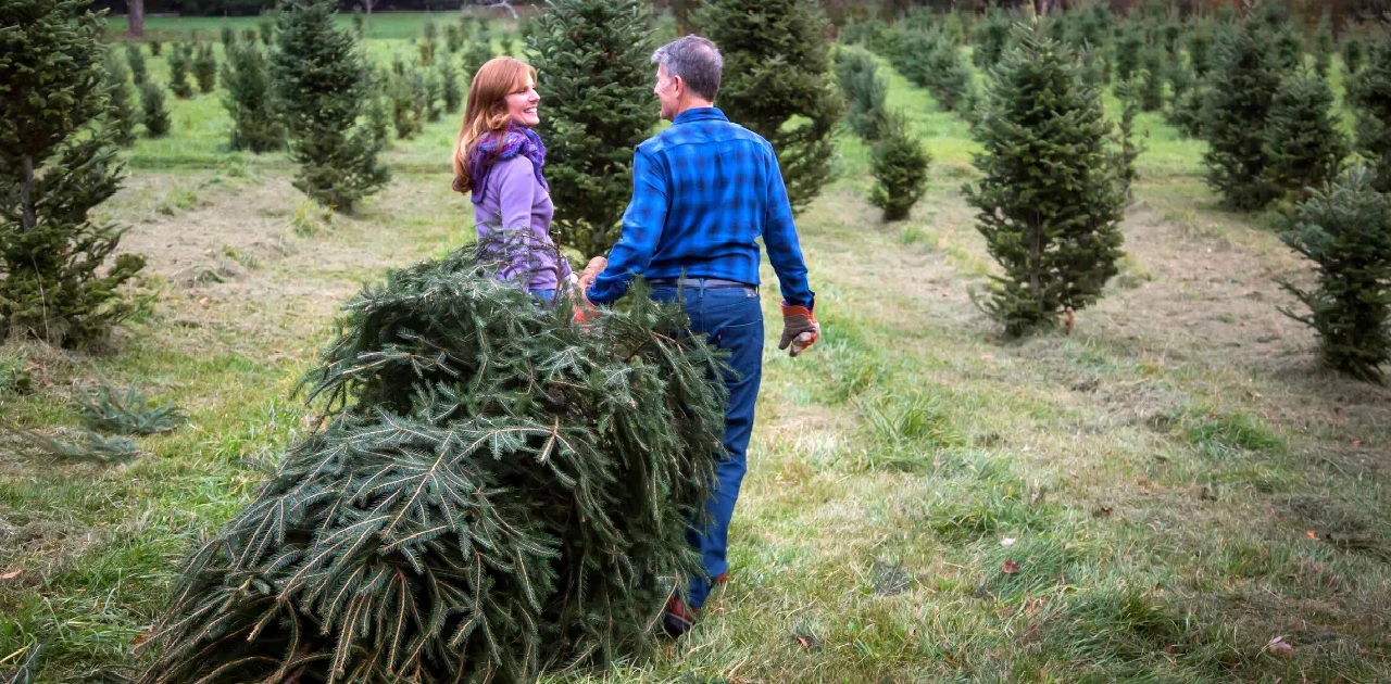 North Georgia Christmas Tree Farms
