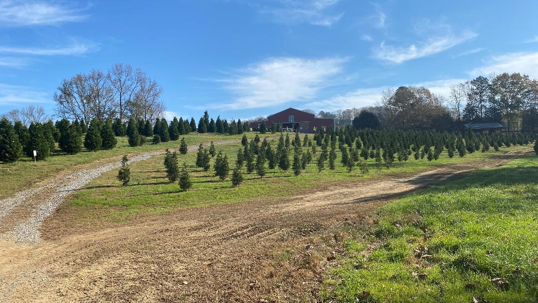 Raulston Acres Christmas Tree Farm