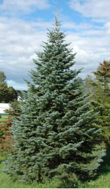 West Wood Farms