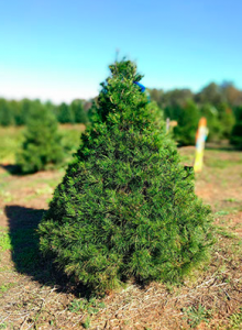 Yule Forest Tree