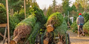 Best Western NC Christmas Tree Farms