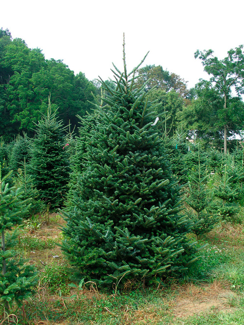 Elk River Evergreens - christmas tree farms north carolina