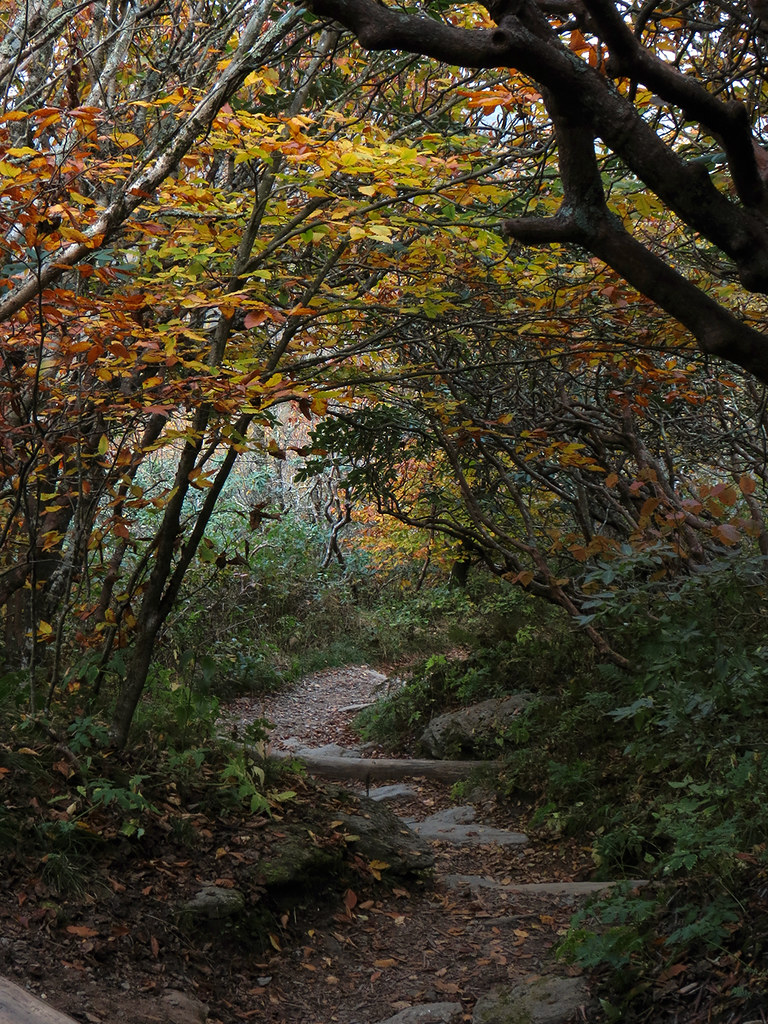 Craggy Pinnacle Trail