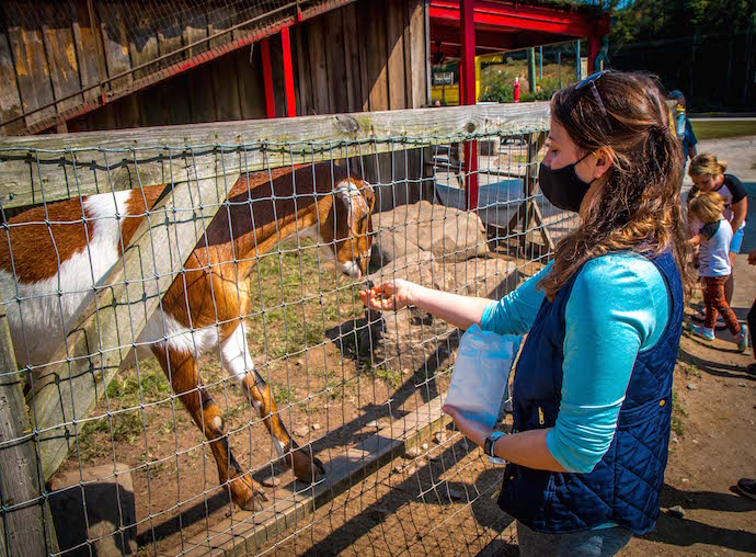 Feeding Goats By Hand at Goats On The Roof GA
