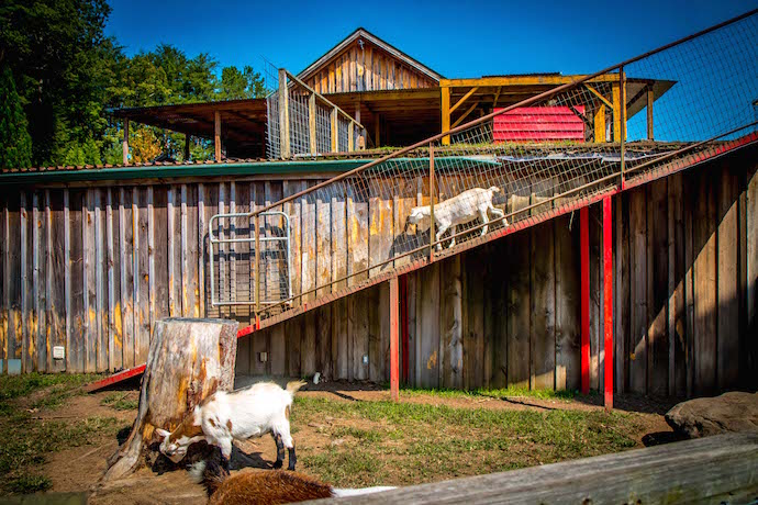 Goat Ramp at Georgia's Goats on the Roof