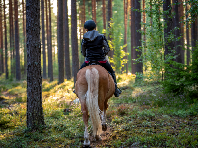 Horseback Riding Dupont Forest