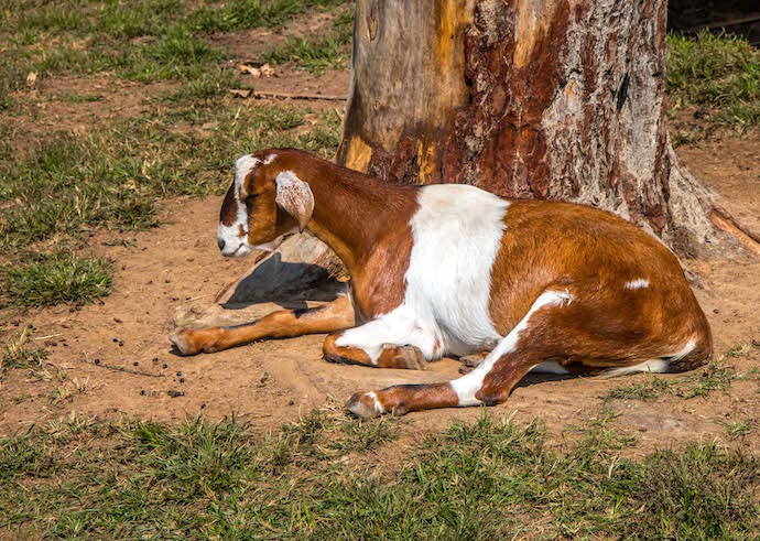 Sleeping Goat at Goats on the Roof
