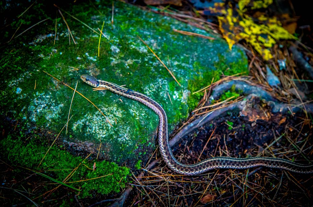 Eastern Garter Snake on Greasy Creek section of James E Edmond Trail at Black Rock Mountain State Park