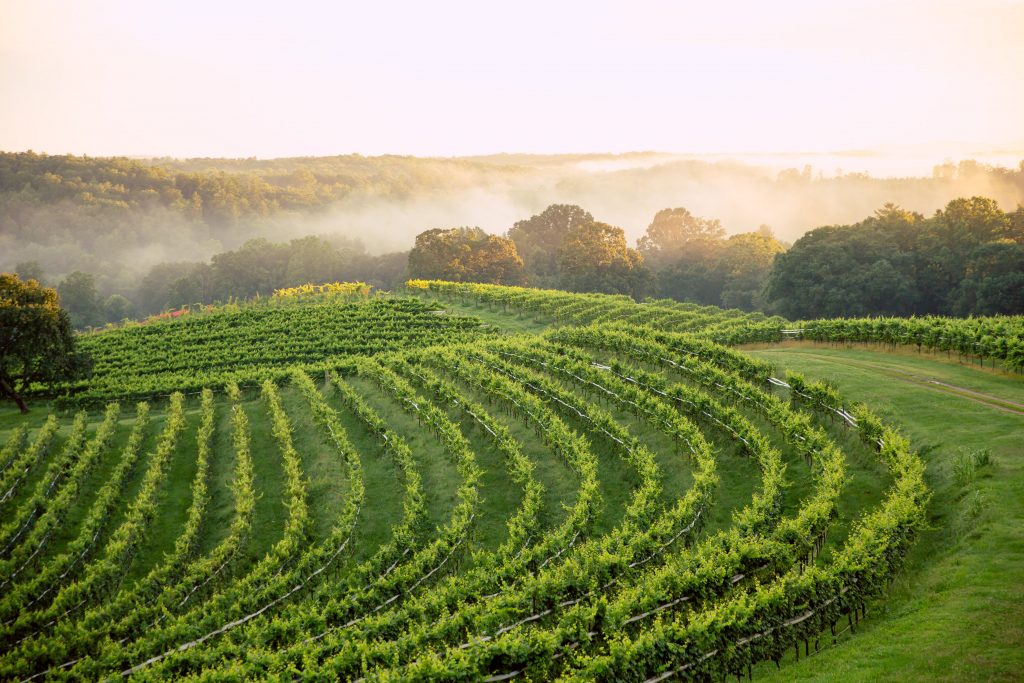 Montaluce Winery & Restaurant - Wineries in the North Georgia Mountains