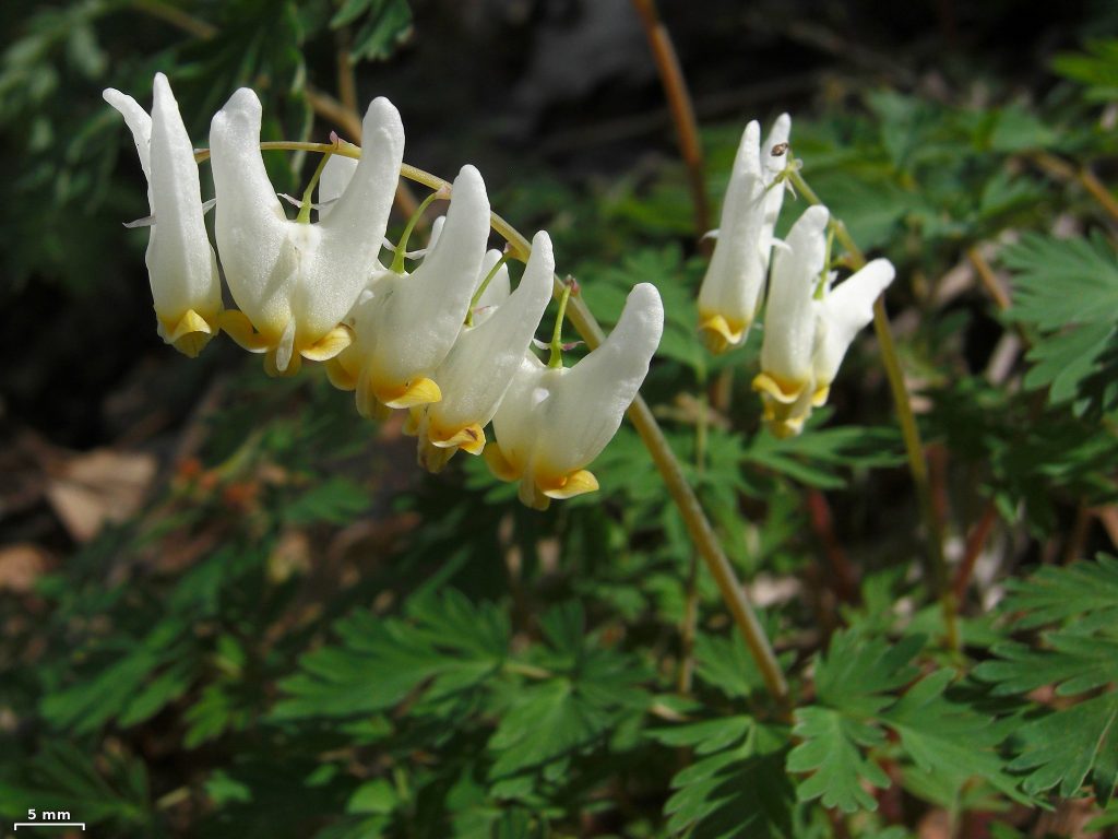 Dutchman's Breeches - North GA Wildflowers