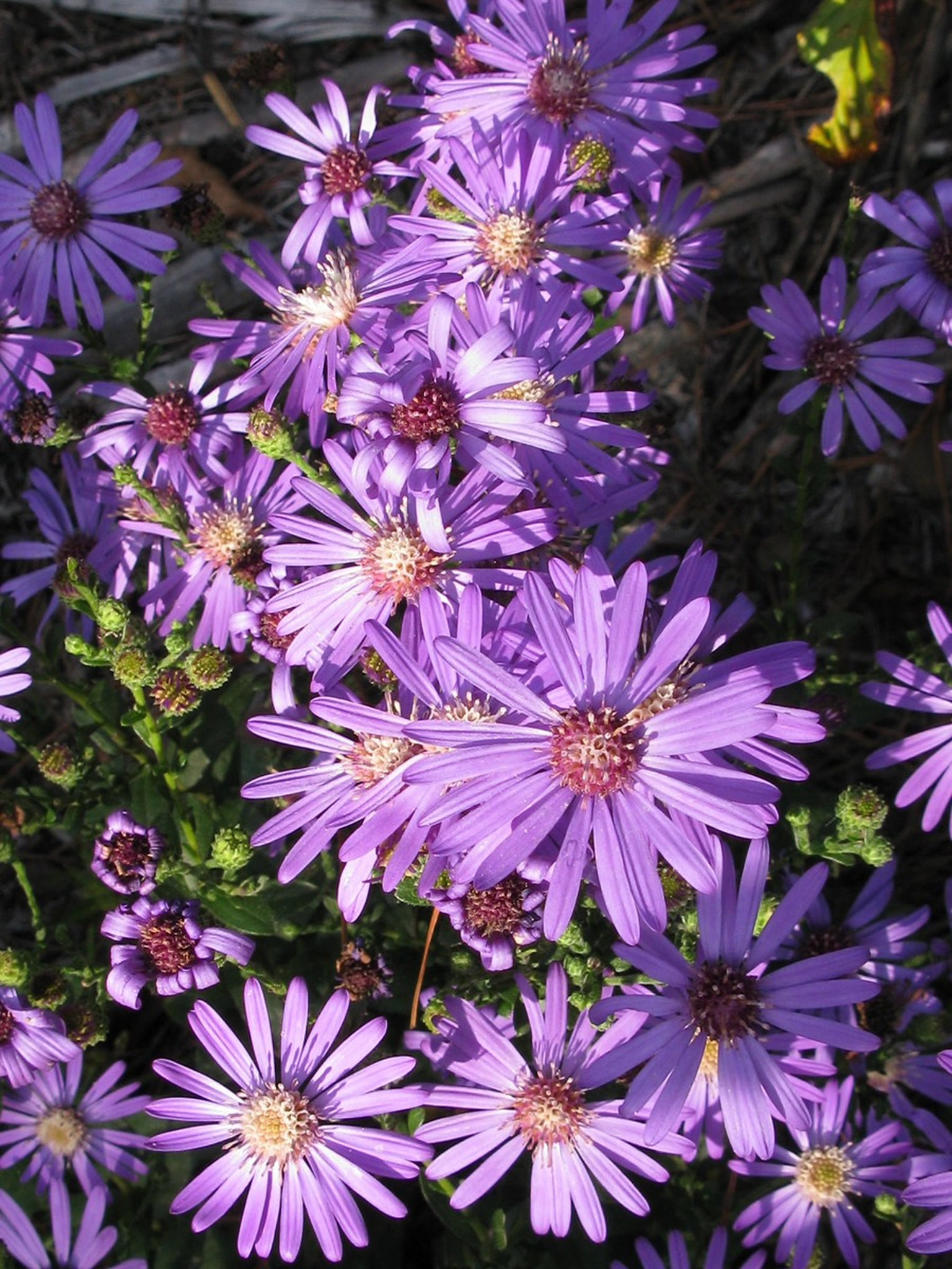 Georgia Asters - purple wildflower in georgia