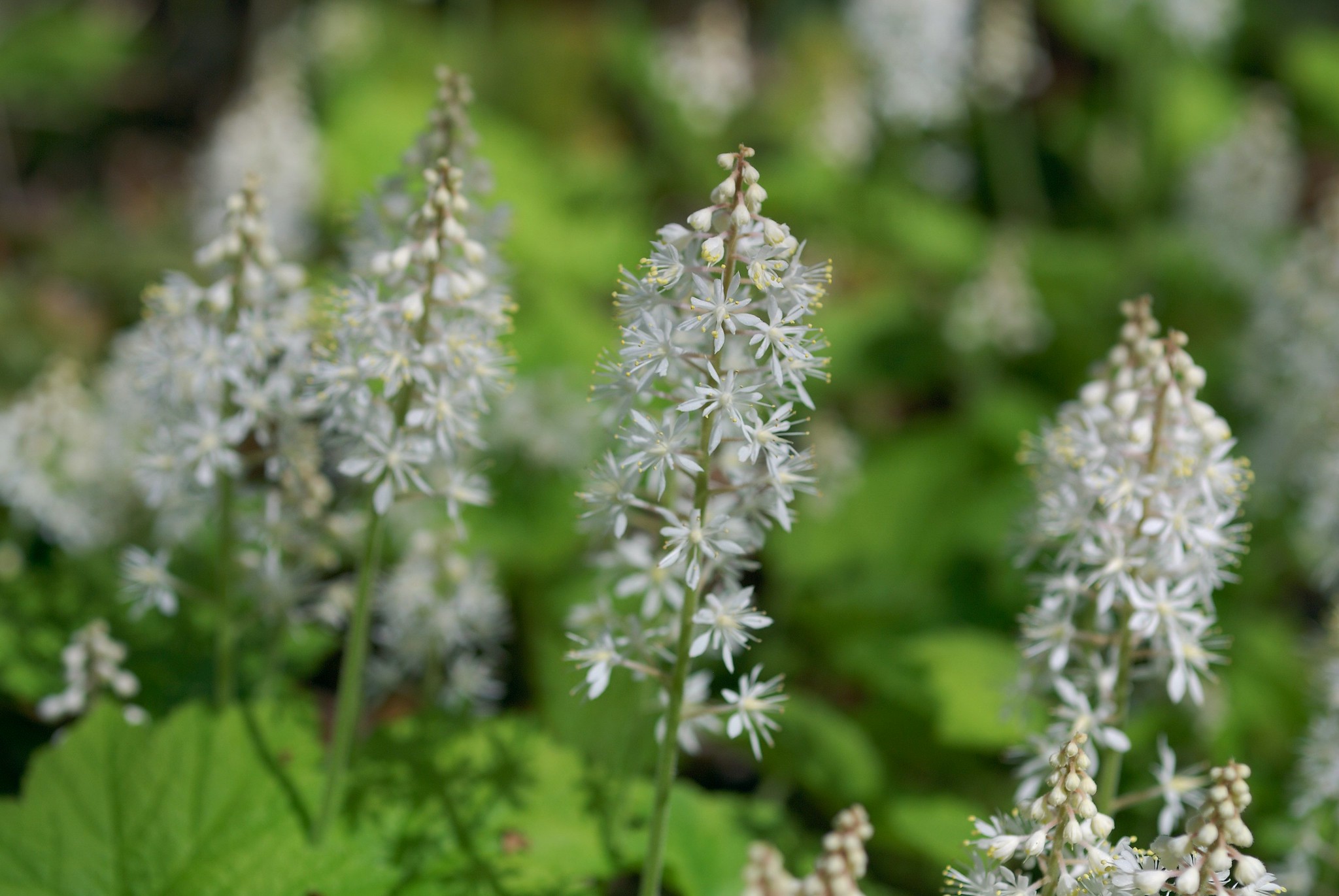 Foam Flowers