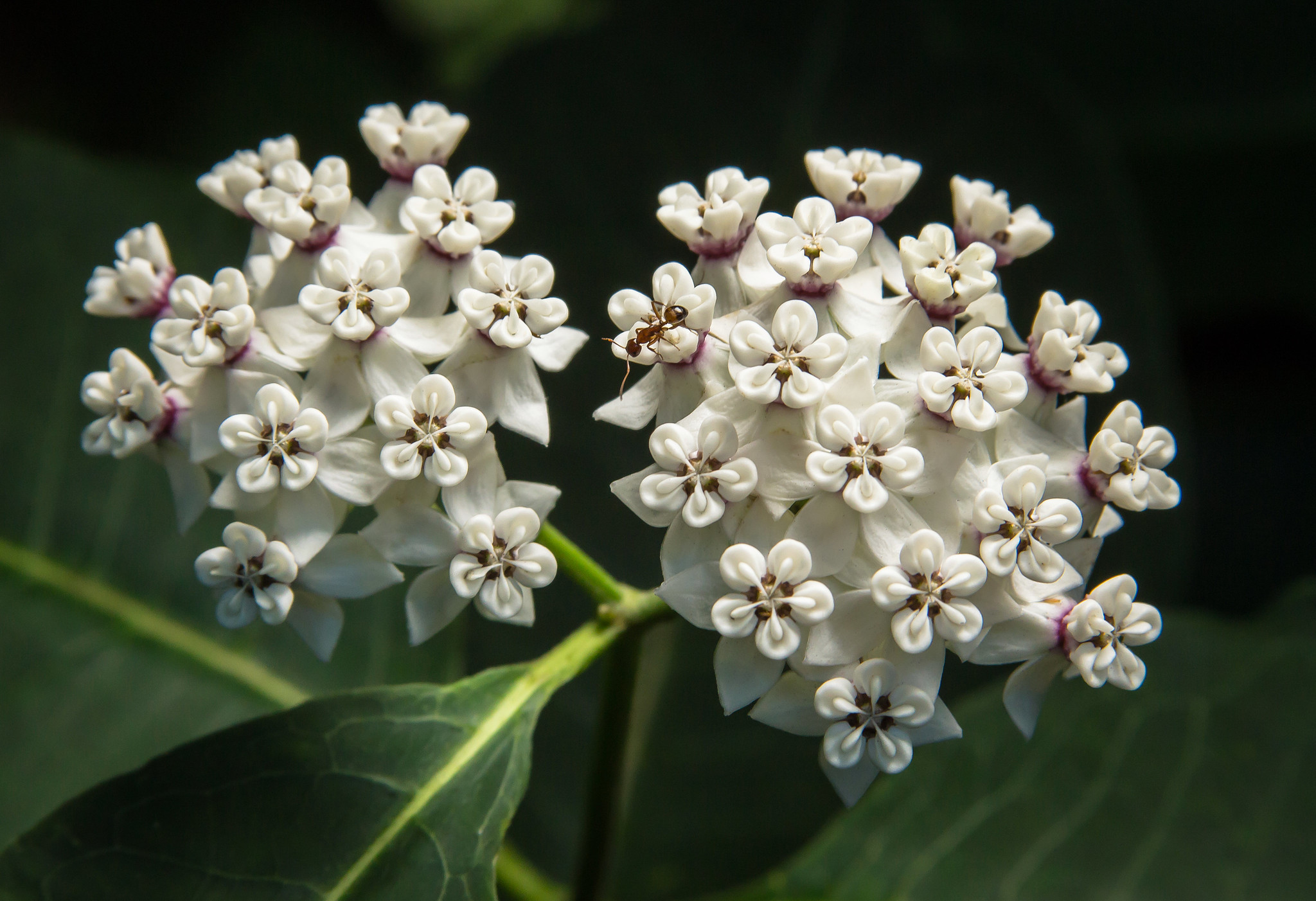 White Milkweed