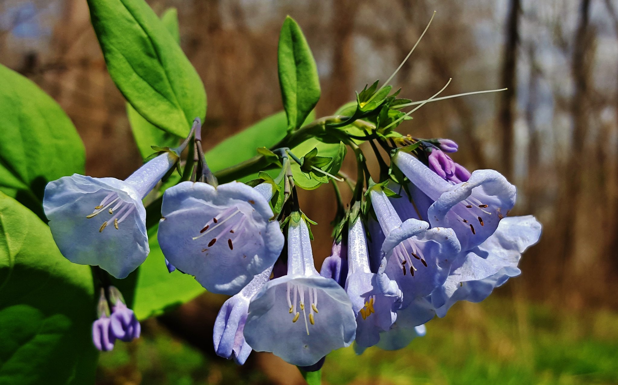 Virginia Bluebells