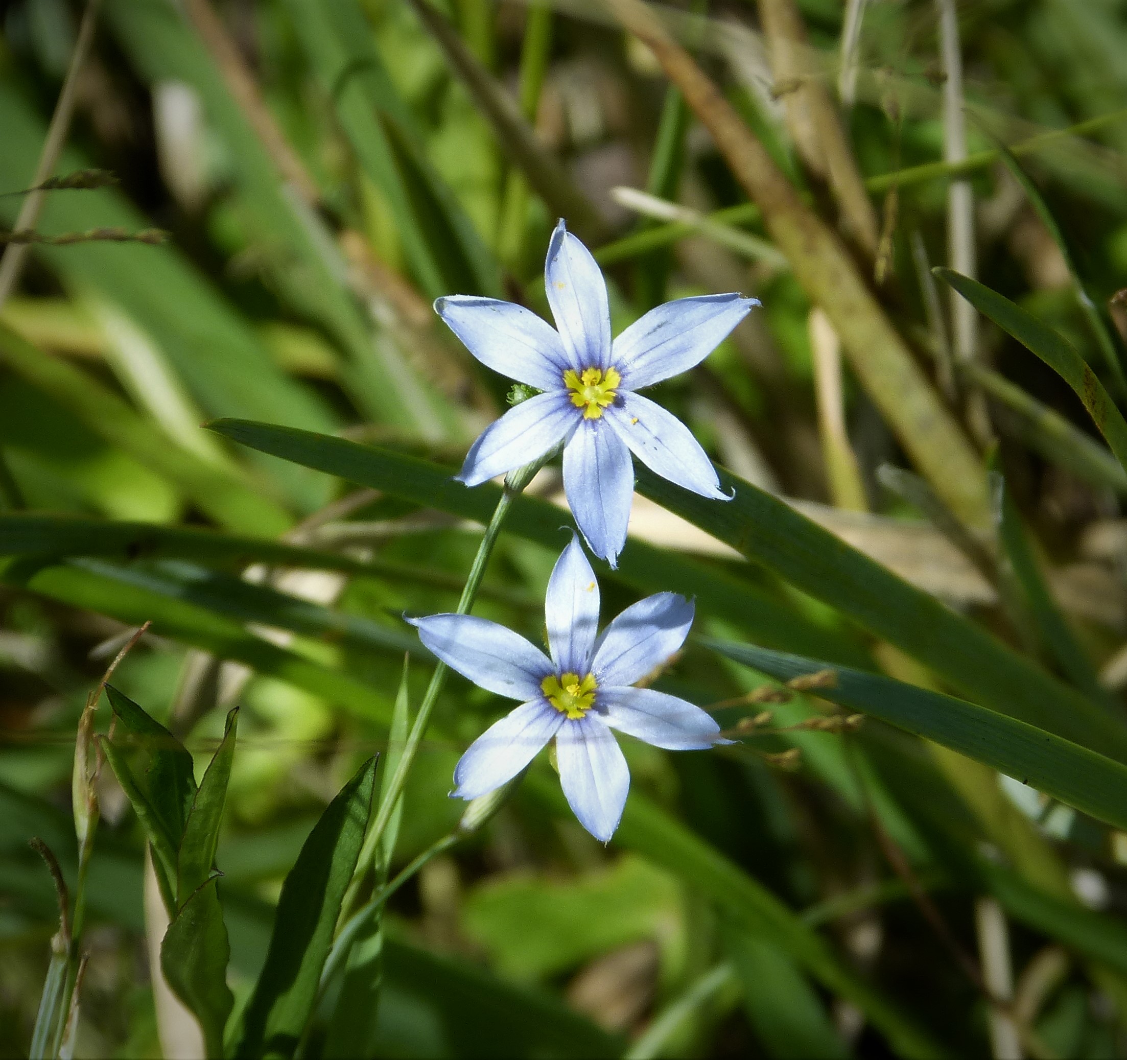 Blue-eyed Grass