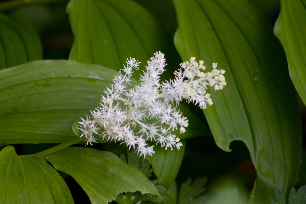 Solomon's Plume