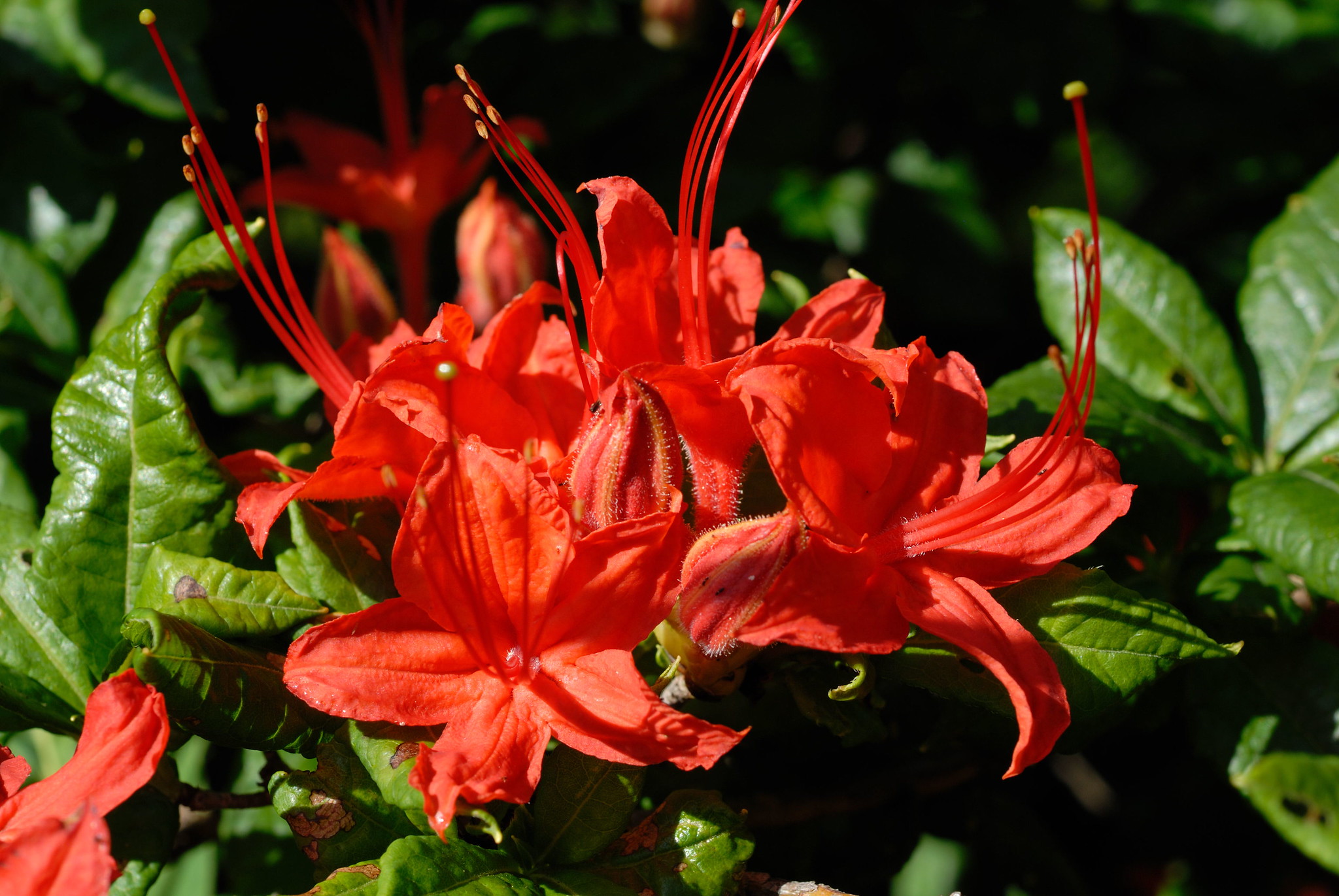 Flame Azalea - North Georgia Wildflowers