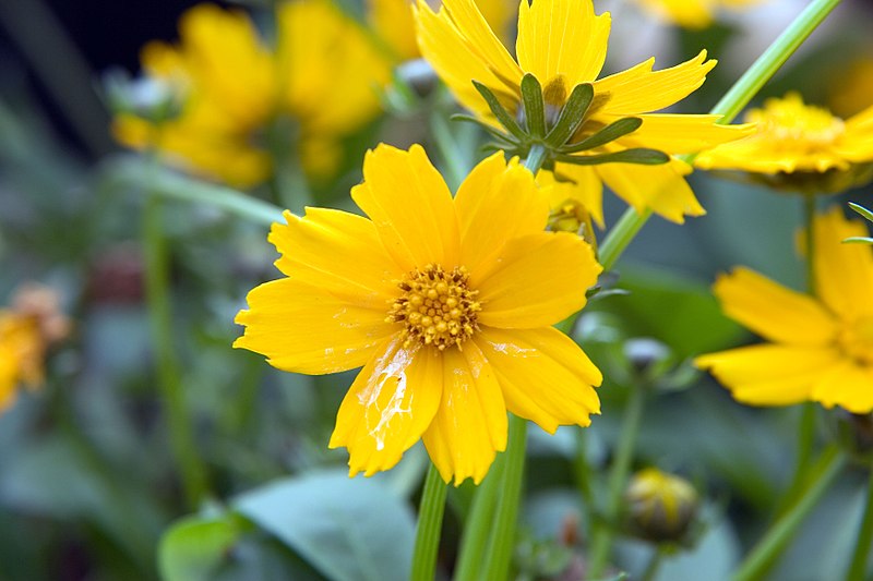 Mouse-ear coreopsis