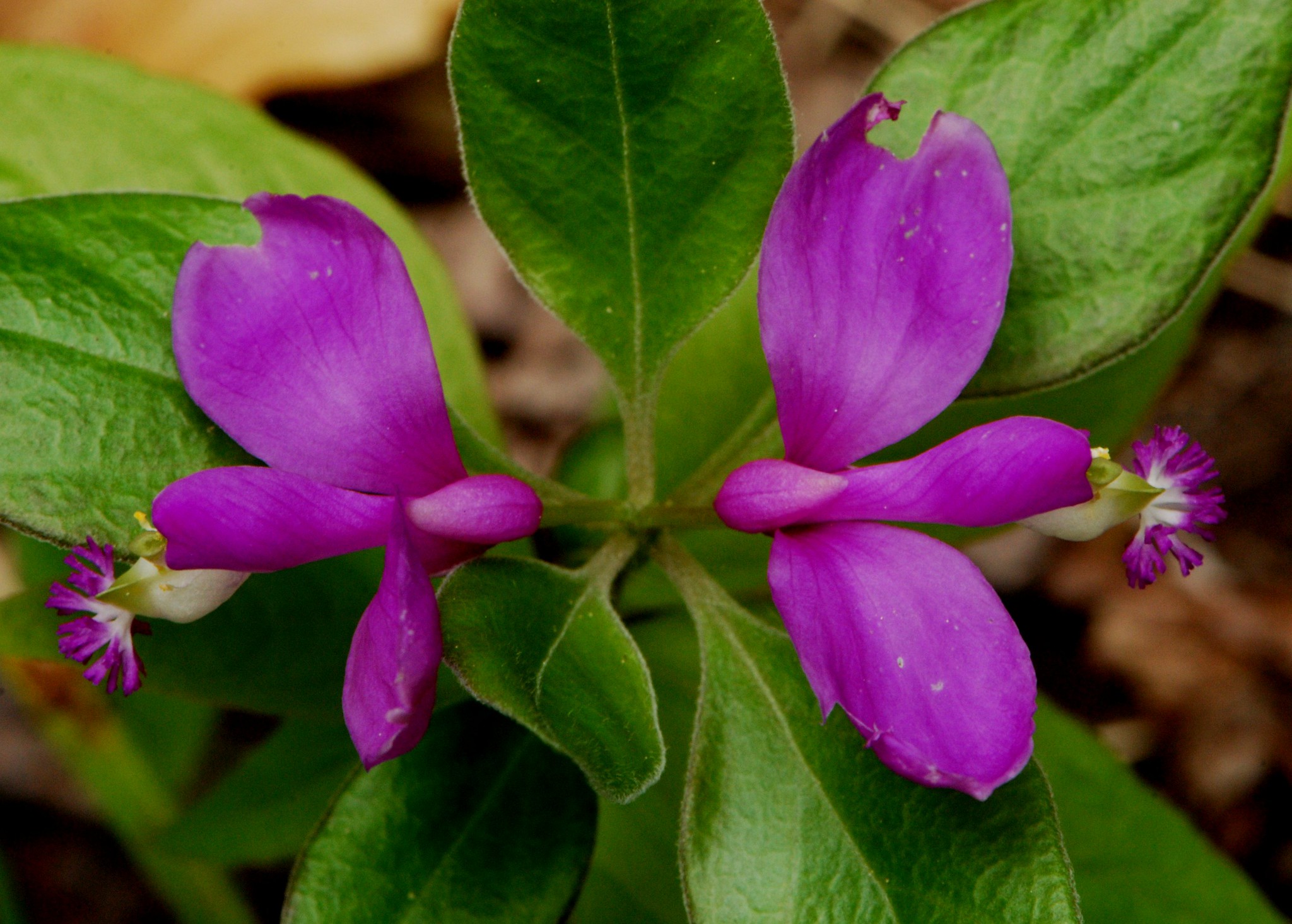 Fringed Polygala - wildflowers native to georgia