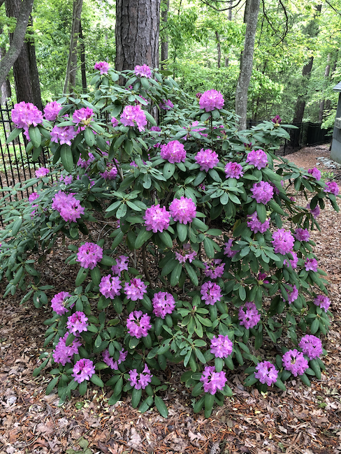 Catawba Rhododendron - Georgia flowers