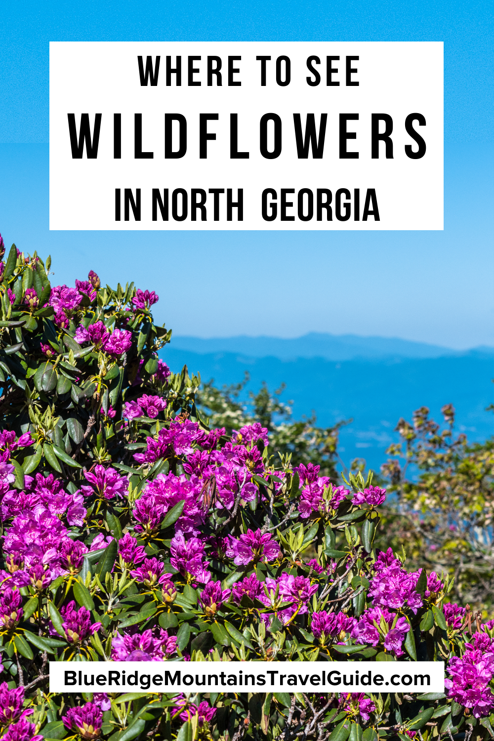 GA Wildflowers