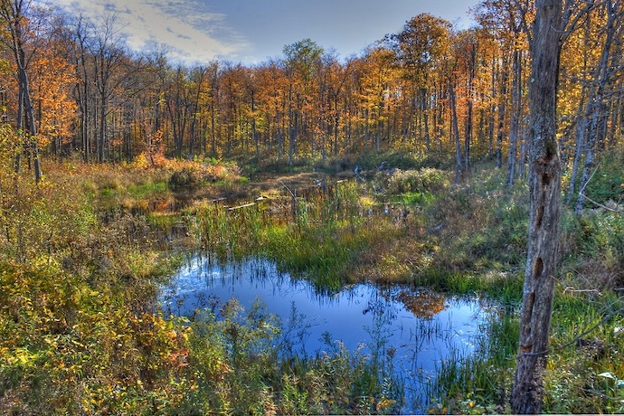 Bog in Headwaters State Forest near Asheville NC