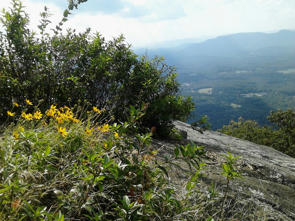 Yonah Mountain Wildflowers - flowers that grow in georgia