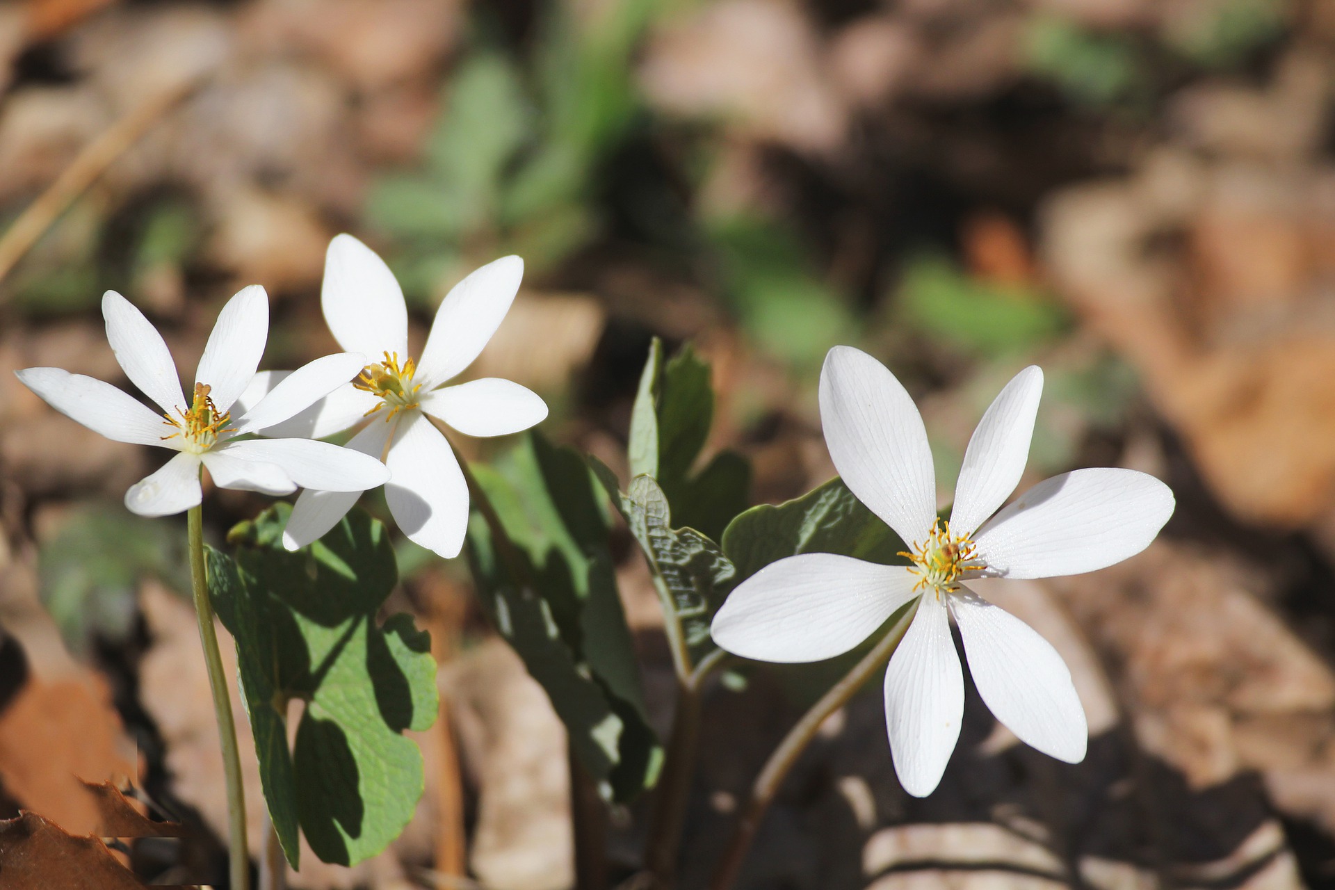 Bloodroot -wildflowers in GA
