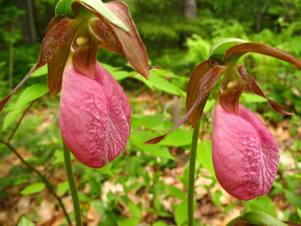 Pink Lady's Slipper - Georgia wildflowers