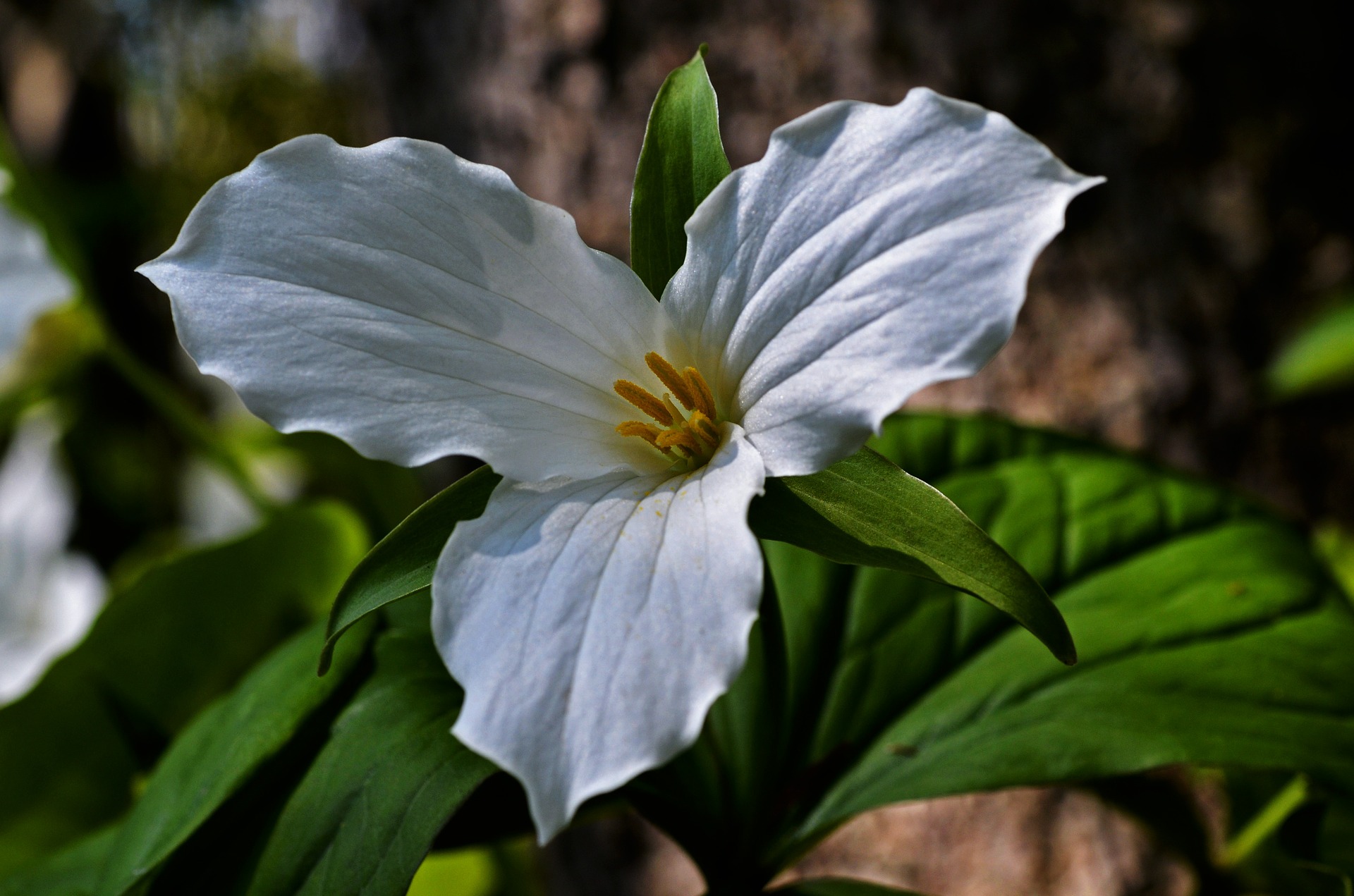 White Trillium