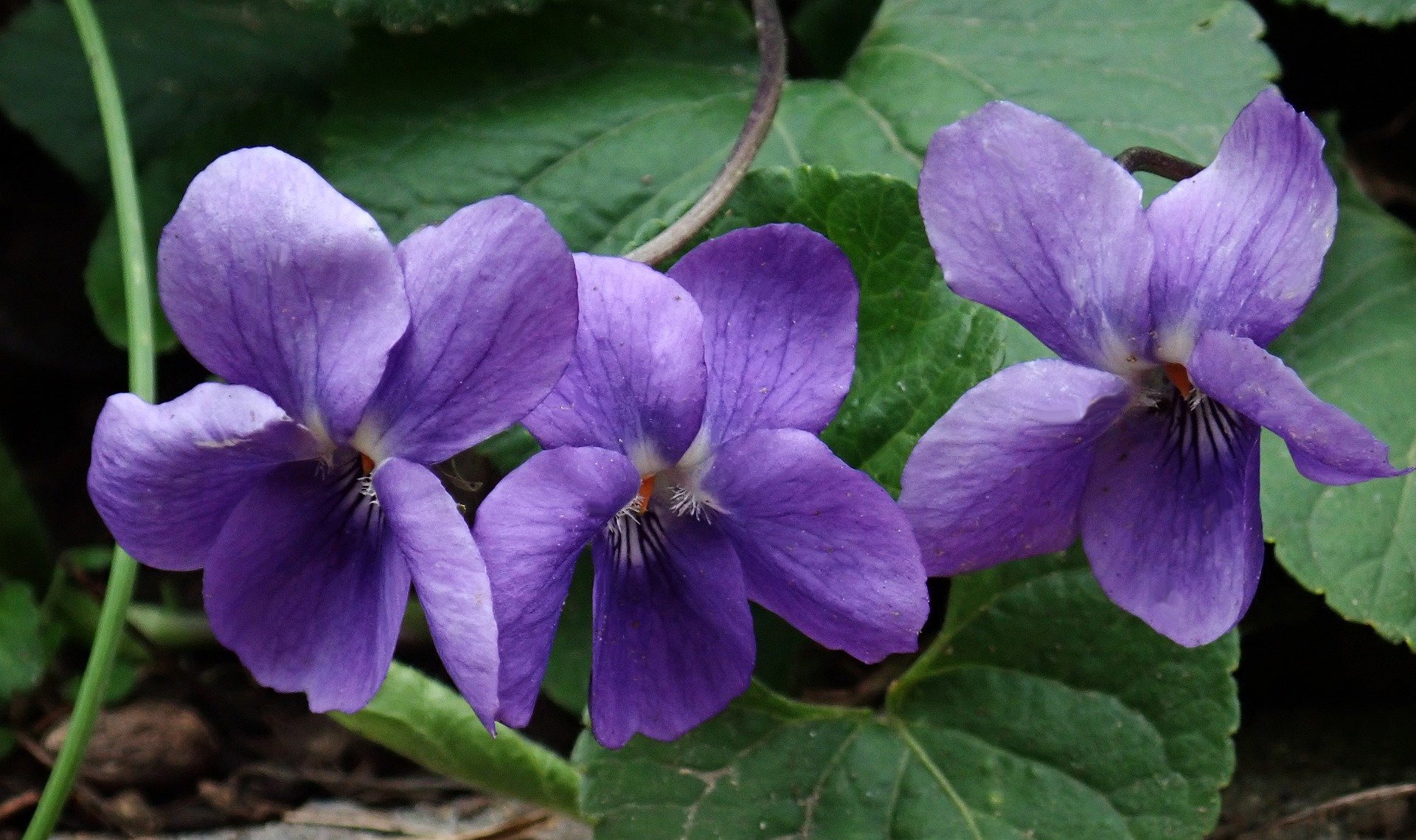 Common Blue Violet
