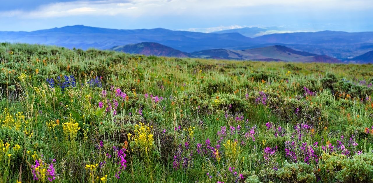 20 Spectacular Fall Wildflowers